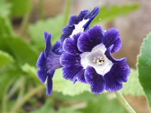 Примула ушковая Blue Velvet