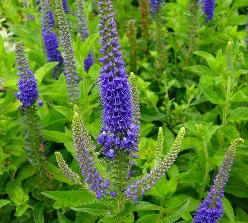 Вероника гибридная Sunny Border Blue