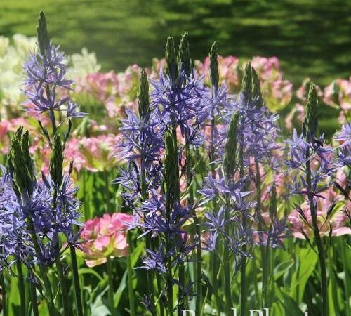 Камассия лейхтлина Caerulea