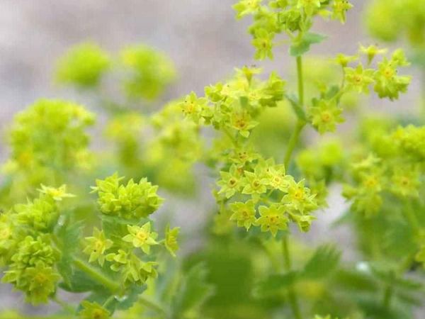 Манжетка мягкая Robustica