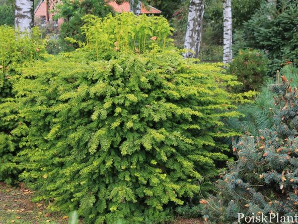 Тис ягодный Dowastonii Aurea