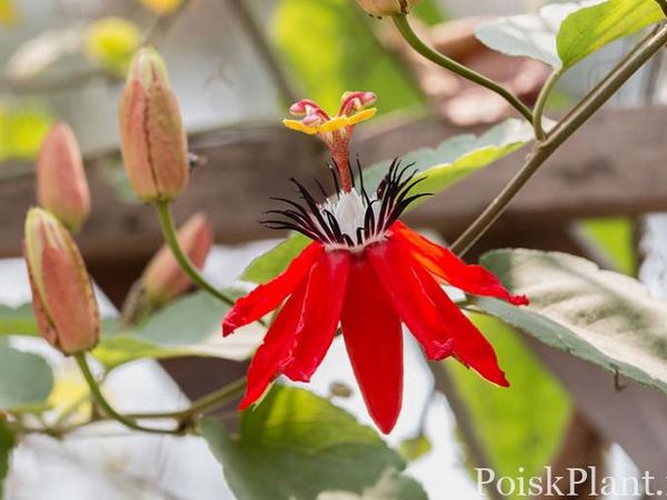 Пассифлора винограднолистная Scarlet Flame