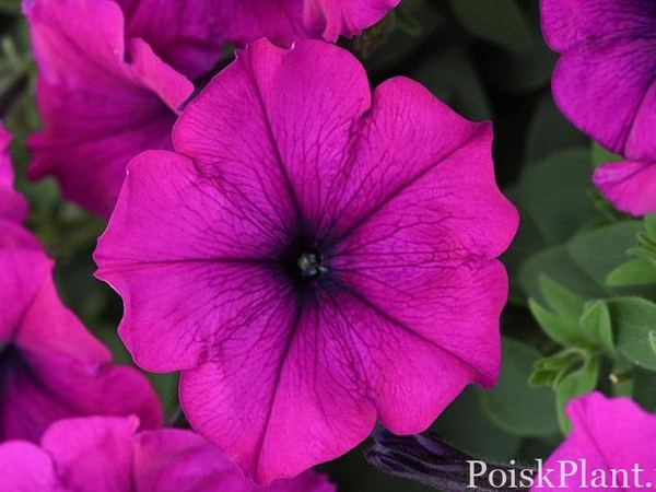 Петуния гибридная Easy Wave Violet