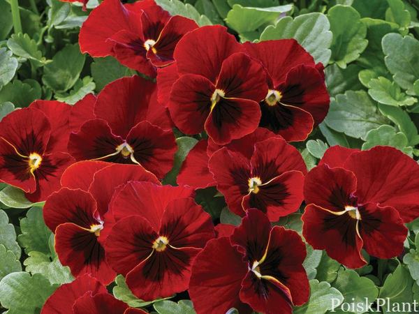 Виола виттрока Red Blotch