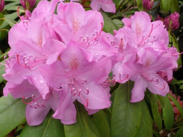 Рододендрон катевбинский Roseum Elegans