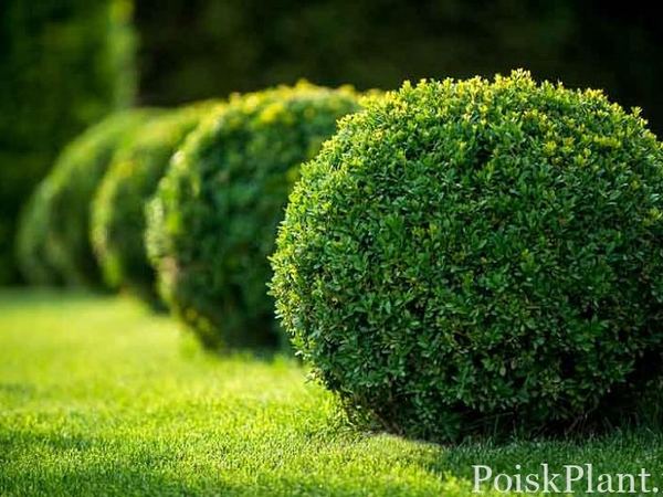 Самшит китайский Green Velvet