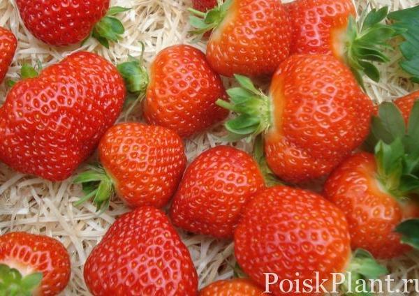 Клубника садовая Салса