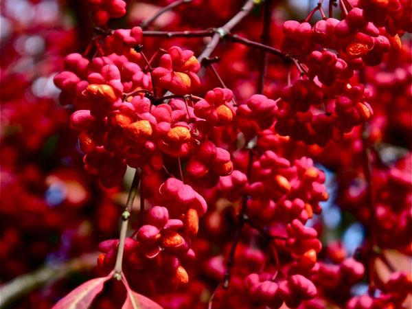 Бересклет европейский Red Cascade