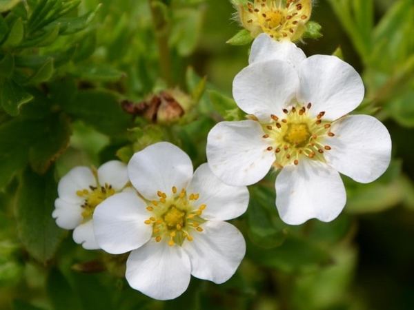 Лапчатка кустарниковая Snowflake
