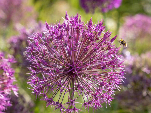 Лук декоративный Purple Sensation