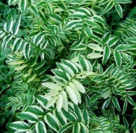 Синюха голубая Variegata