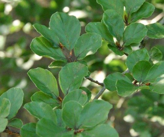 Бук европейский Rotundifolia