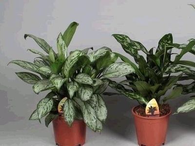 Floritime (Флоритайм)
