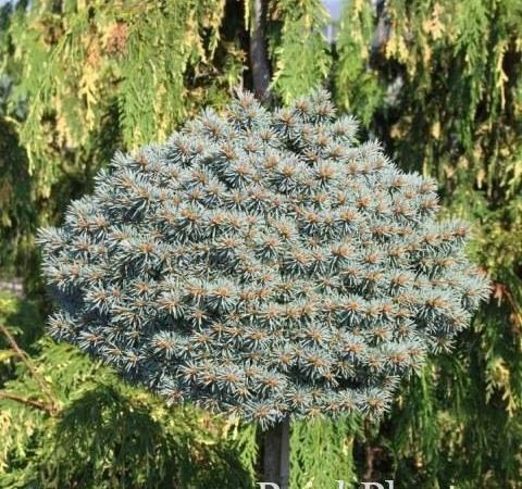 Ель колючая Blue Ball
