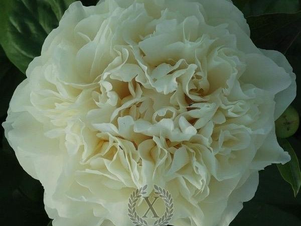 Пион травянистый Majestic White