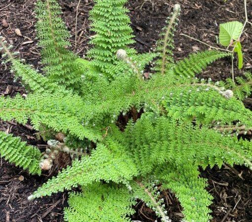 Многорядник щетинконосный Plumosum Densum
