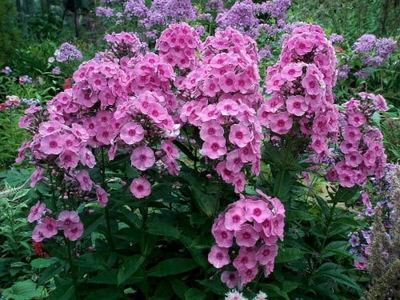 Сад Елены Долговой
