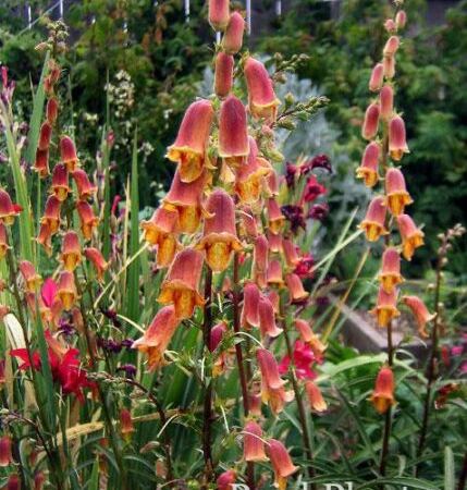 Наперстянка обскура Sunset Foxglove