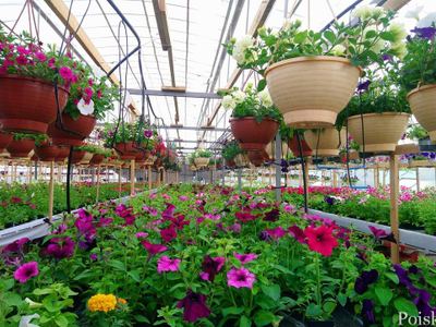 Green House