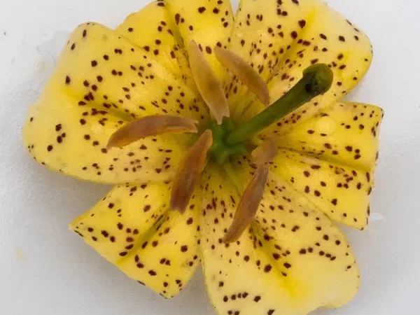Лилия мартагон This Yellow