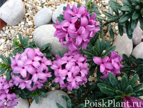 Волчеягодник коллина Grandiflora