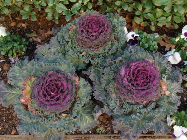 Капуста декоративная Rose Bouquet