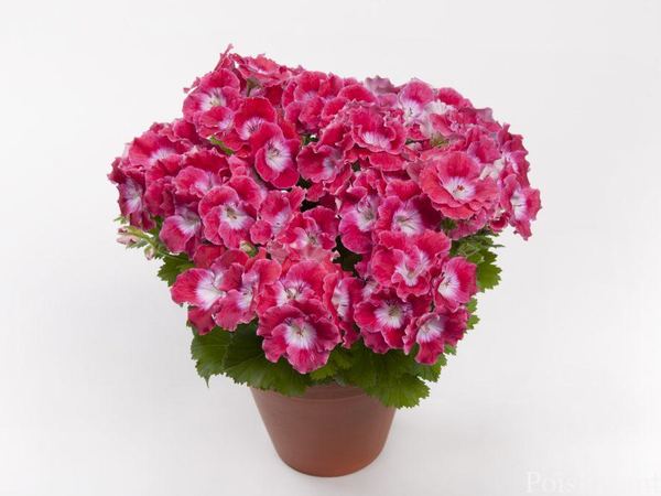 Пеларгония крупноцветковая Bermuda Cherry