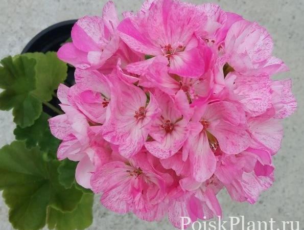 Пеларгония зональная Mosaic Pink