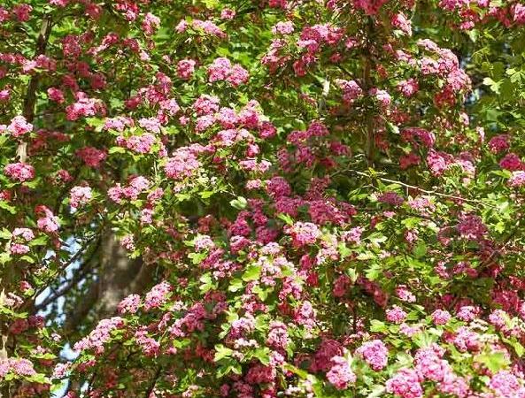 Боярышник колючий Rosea Flore Pleno