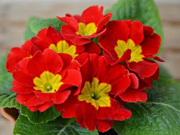 Примула гибридная Crescendo Bright Red