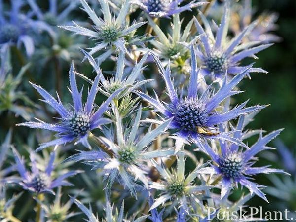 Синеголовник бурже Picos Blue