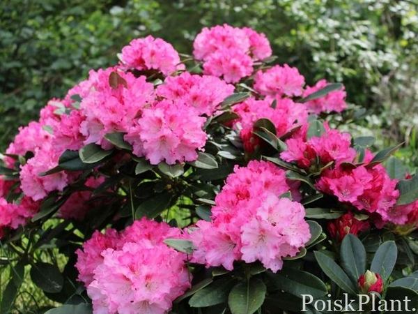 Рододендрон якушиманский Ексселсиор