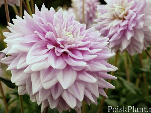 Георгина изменчивая Ferncliff Inspiration
