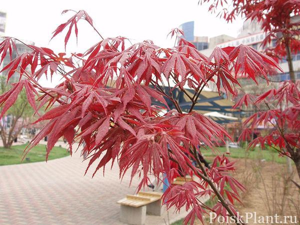 Клен пальмолистный Atropurpureum