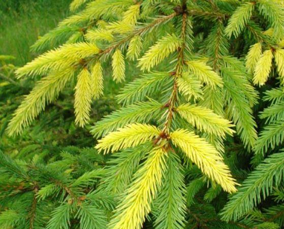 Ель обыкновенная Aivars Variegated