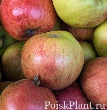Яблоня домашняя Desertnoe Petrova