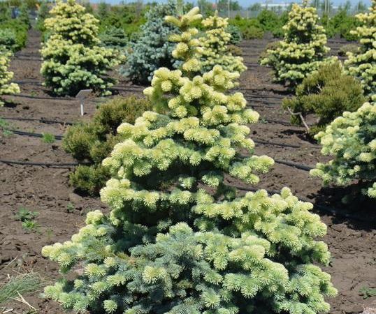 Ель колючая Frühling Gold