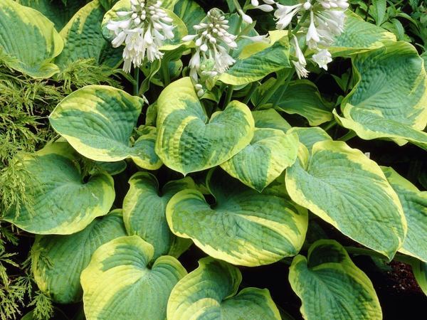 Хоста гибридная Frances Williams