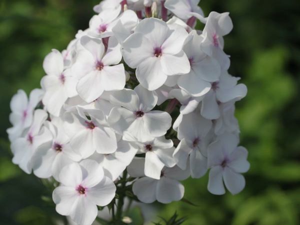 Флокс метельчатый Ocharovatelniye glazki