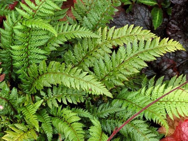 Многорядник неолобатум Spiny Holly