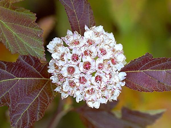 Пузыреплодник калинолистный Amber Jubilee