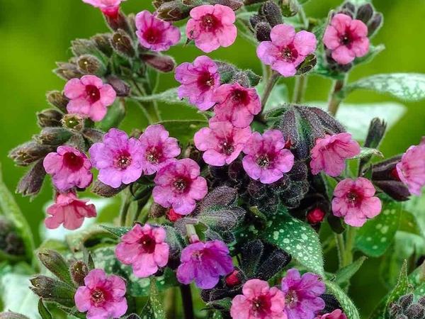 Медуница сахарная Pink Dawn