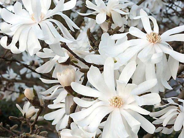 Магнолия звездчатая Royal Star