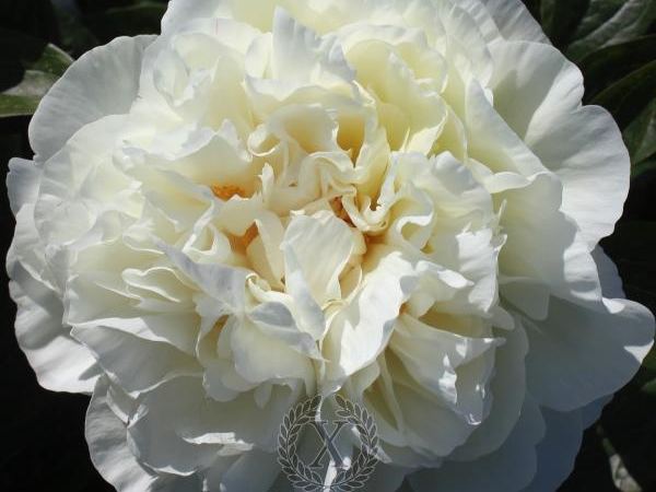 Пион травянистый Heavenly White