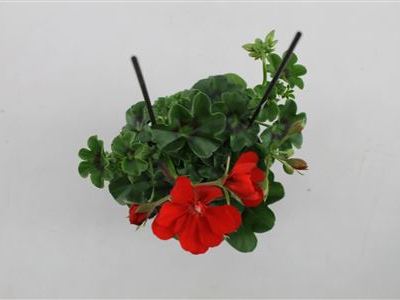 Пеларгония плющелистная Каролина