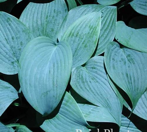 Хоста гибридная Fragrant Blue
