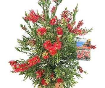 Каллистемон лимонный Масотти
