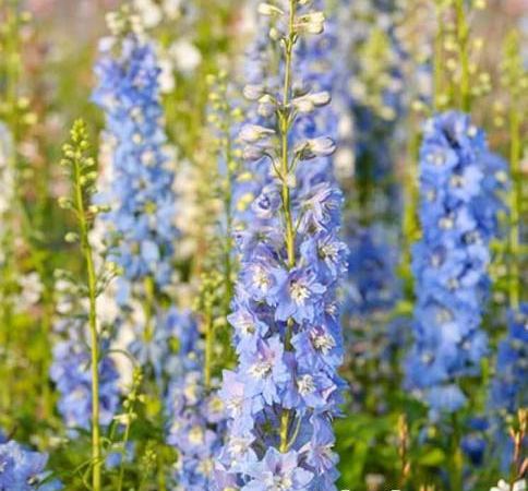 Дельфиниум гибридный Magic Fountain Sky Blue