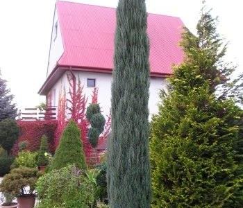 Можжевельник скальный Блу Арроу