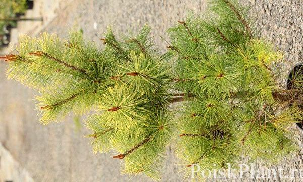 Сосна кедровая Aureovariegata